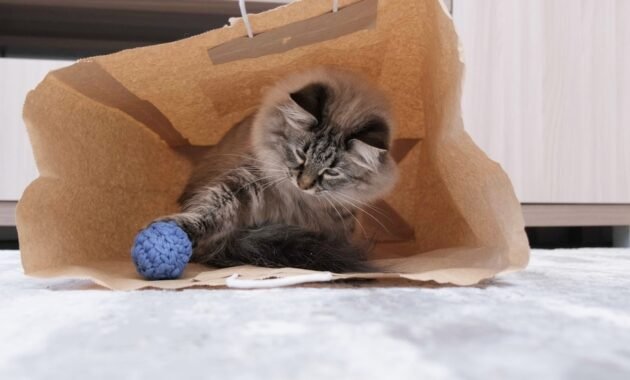 games-for-cats:-10-great-game-ideas-for-your-darling