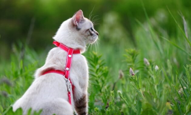 cat-harness-–-our-guide-with-recommendations