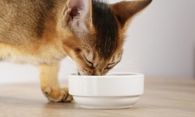 how-much-food-does-a-cat-need?-tips-&-hints-on-the-right-amount-of-food-for-cats