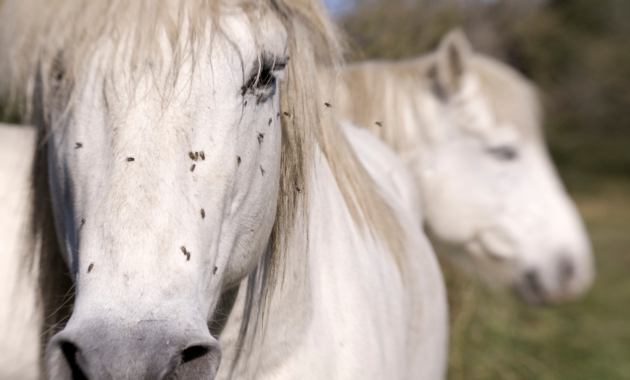 heat-and-insect-protection-for-horses