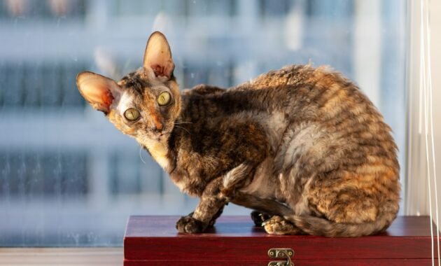 cornish-rex-cat:-character,-peculiarities-and-attitude