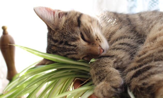 are-spider-plants-poisonous-to-cats?