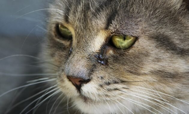 tears-in-cats:-can-cats-cry?