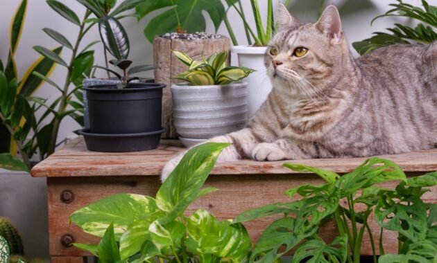 cat-friendly-plants:-these-houseplants-are-non-toxic-to-cats