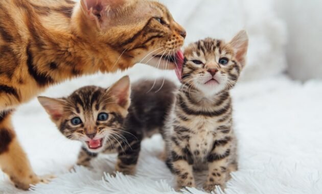 pregnancy-and-parturition-in-cats:-signs,-care-and-preparation